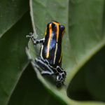 Biolat poison frog (Dendrobates biolat
