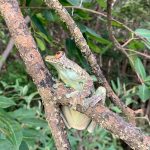 Milk tree frog (Phrynohyas resinifictrix)