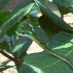 Parrot snake (Leptophis negromarginatus)
