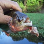 Red bellied piranha (Pygocentrus nattereri)