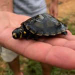 Yellow spotted river turtle (Padocnemis unifilis)